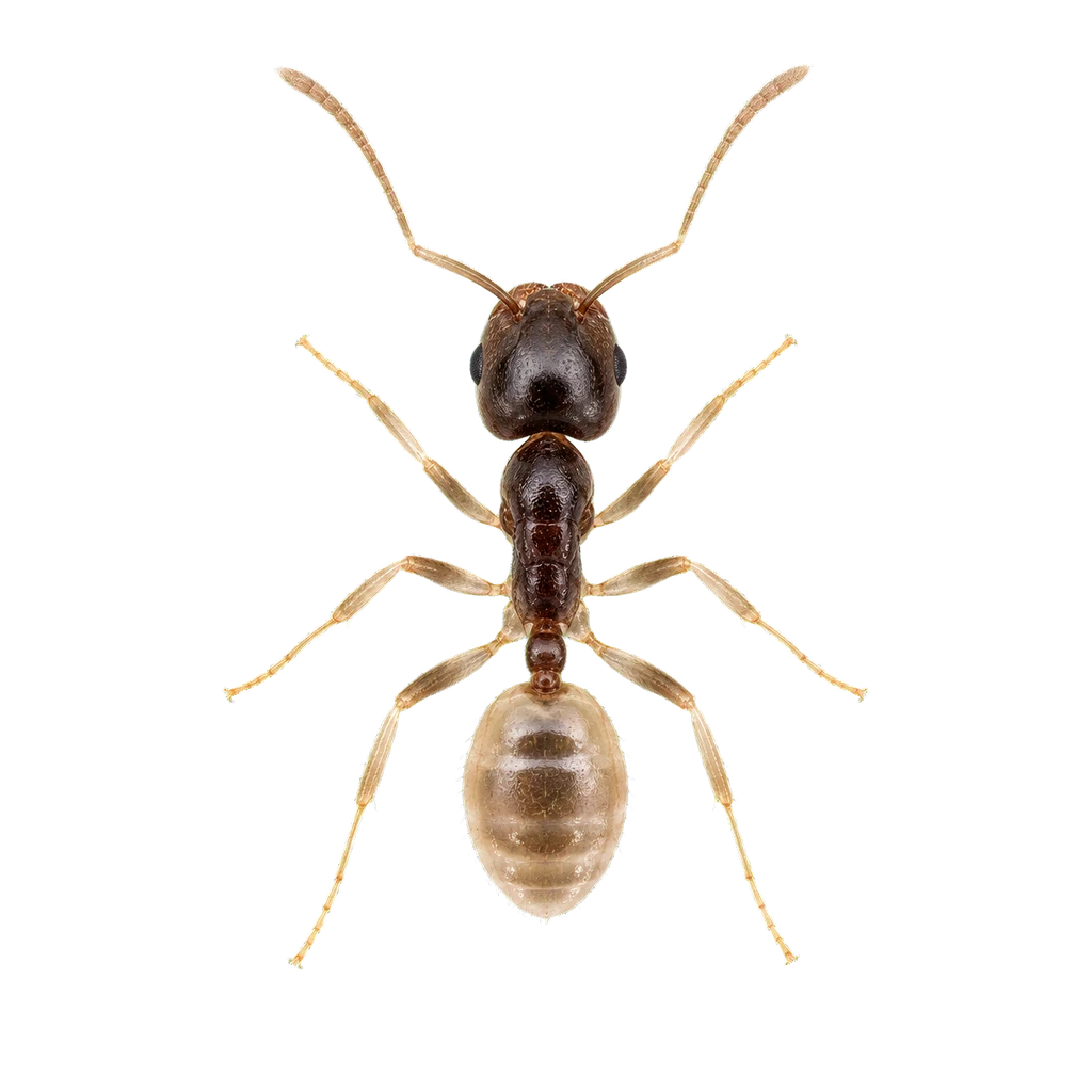 Ghost Ants