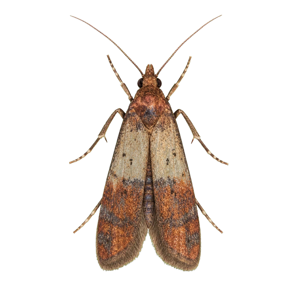Indian Meal Moths