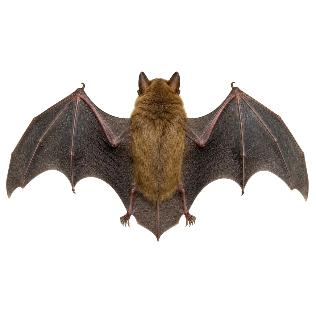 Little Brown Bats