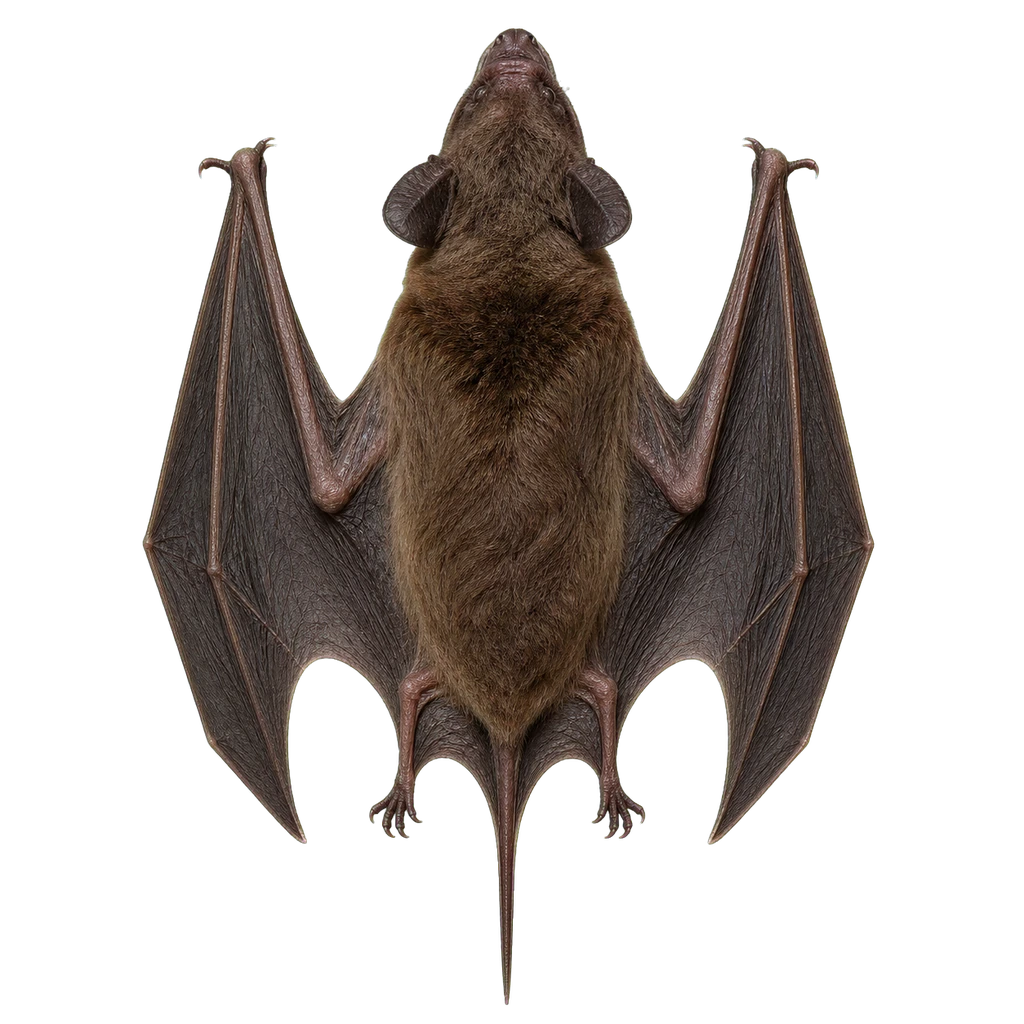 Mexican Free-Tailed Bats