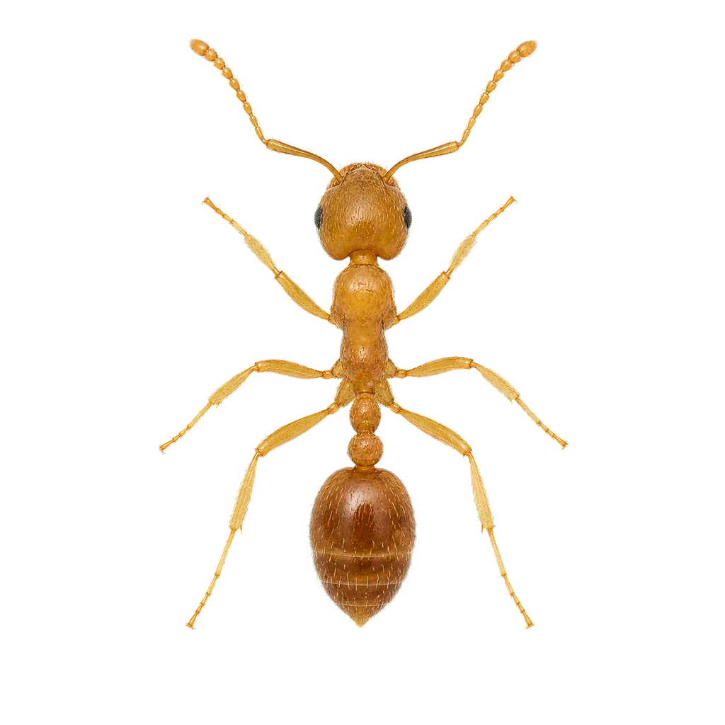 Pharaoh Ants