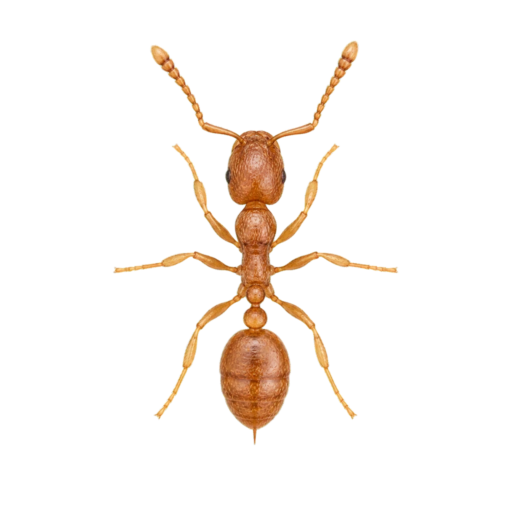 Thief Ants