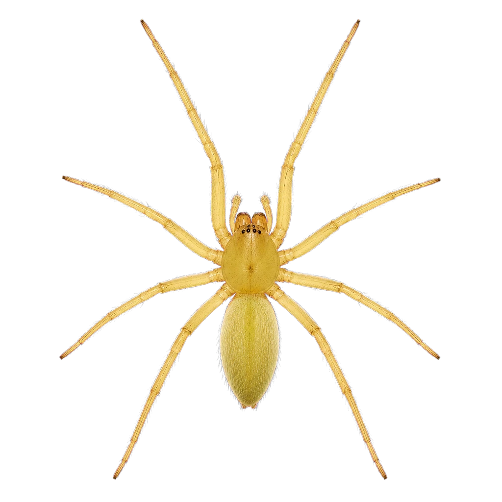Yellow Sac Spiders